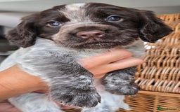 Cocker Spaniel dogs for sale: 4th Generation, Working Cocker Spaniel Puppies  🩵 - Image 11