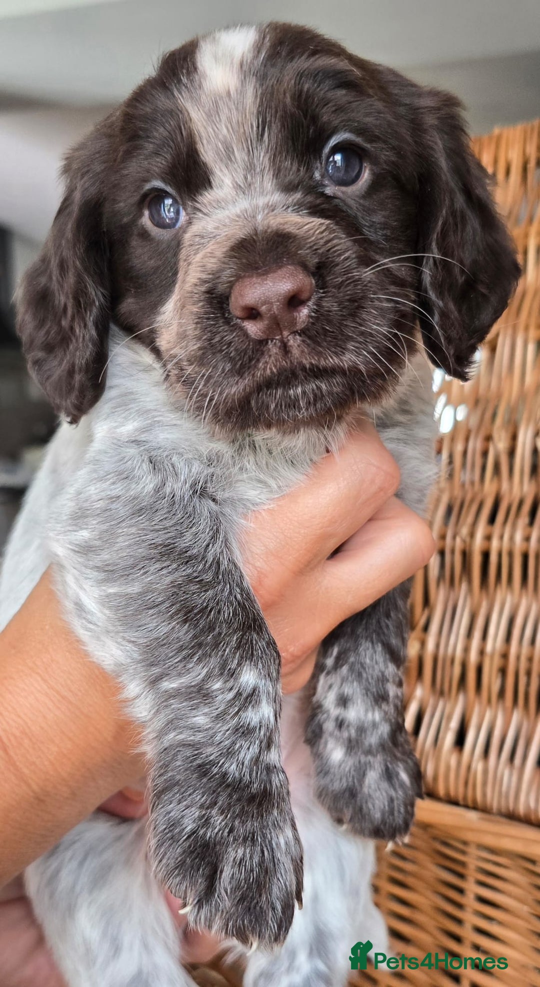 Cocker Spaniel dogs for sale: 4th Generation, Working Cocker Spaniel Puppies  🩵 - Image 11