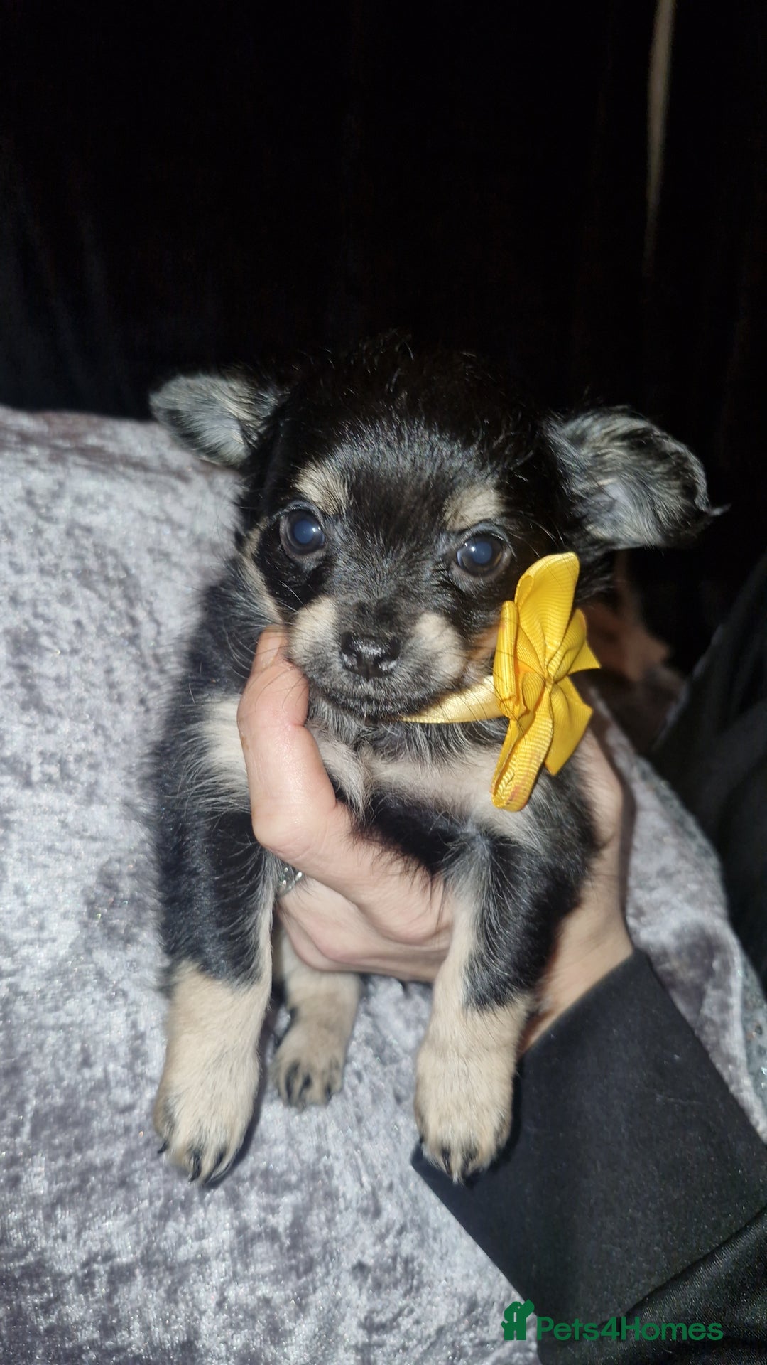 Chihuahua dogs for sale: Beautiful long and short haired chihuahua puppys - Advert 8