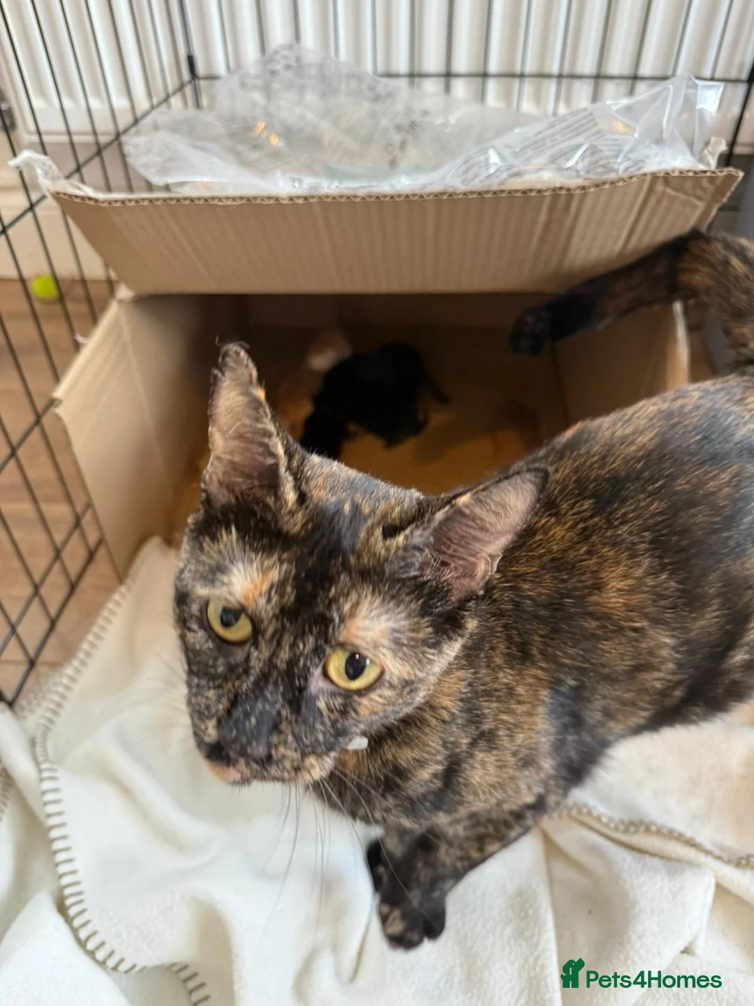 Mixed Breed cats for sale: 6 beautiful kittens for sale to good homes - Advert 1