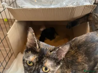 Mixed Breed cats 6 beautiful kittens for sale to good homes - Advert 1