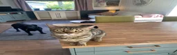 Bengal cats for sale: Bengal Cat 2 years old in Dereham - Advert 2