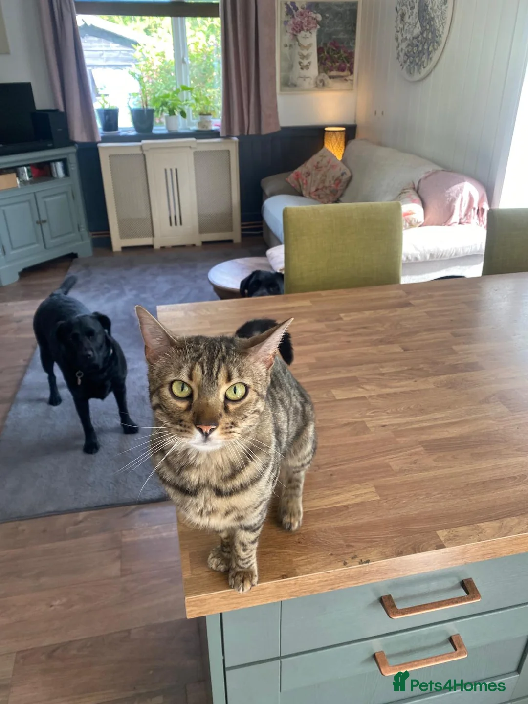 Bengal cats for sale: Bengal Cat 2 years old in Dereham - Advert 2