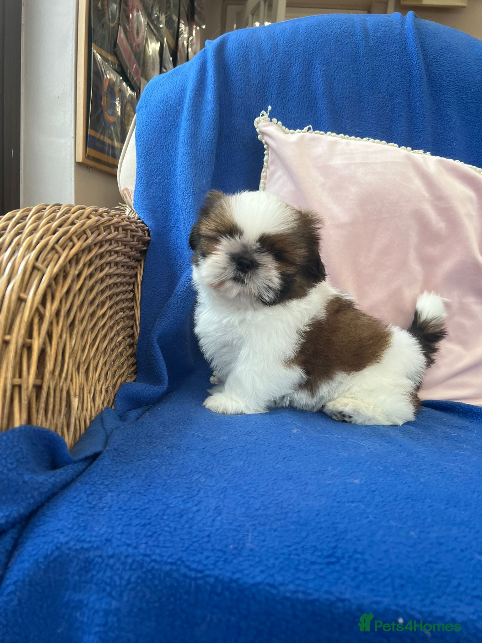 Shih Tzu dogs Beautiful Shih Tzu puppies - Advert 15