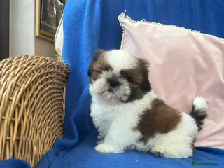 Shih Tzu dogs Beautiful Shih Tzu puppies - Advert 15