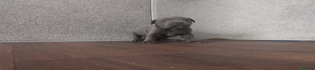 Staffordshire Bull Terrier Puppy 1