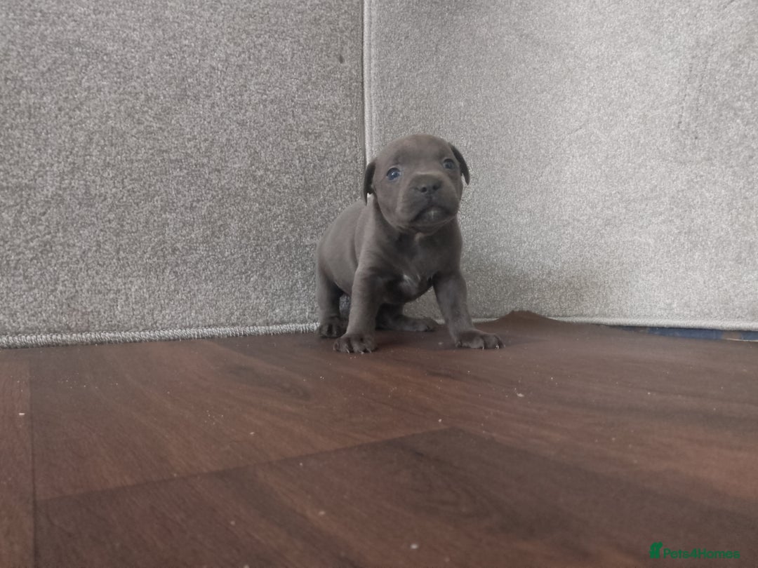 Staffordshire Bull Terrier dogs for sale: KC CHAMPION BLUE/BLACK PUPS TRUE EXAMPLES OF A SBT - Image 8