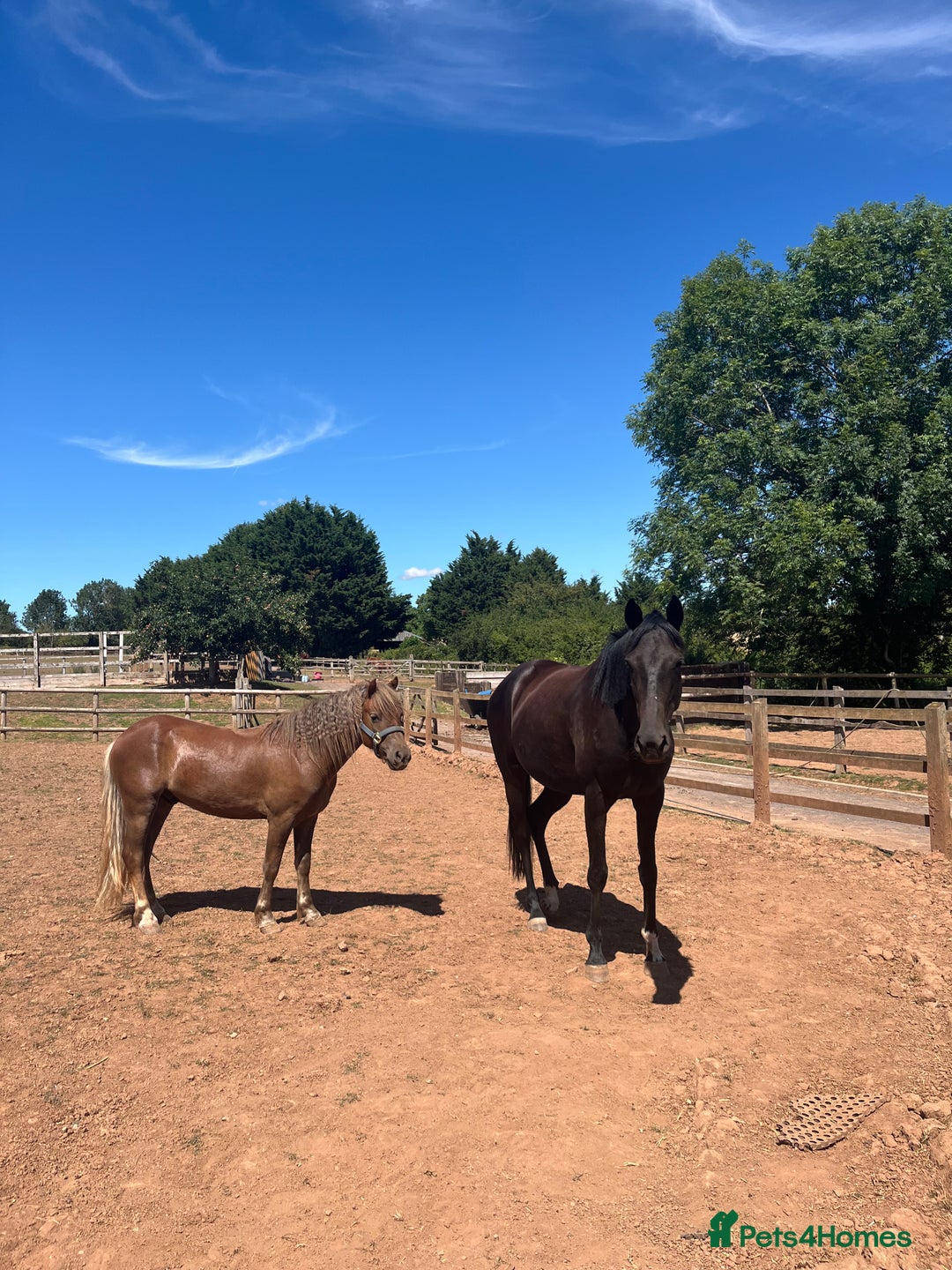 Dartmoor horses for sale: Unbroken show pony/childs pony in the making - Image 2