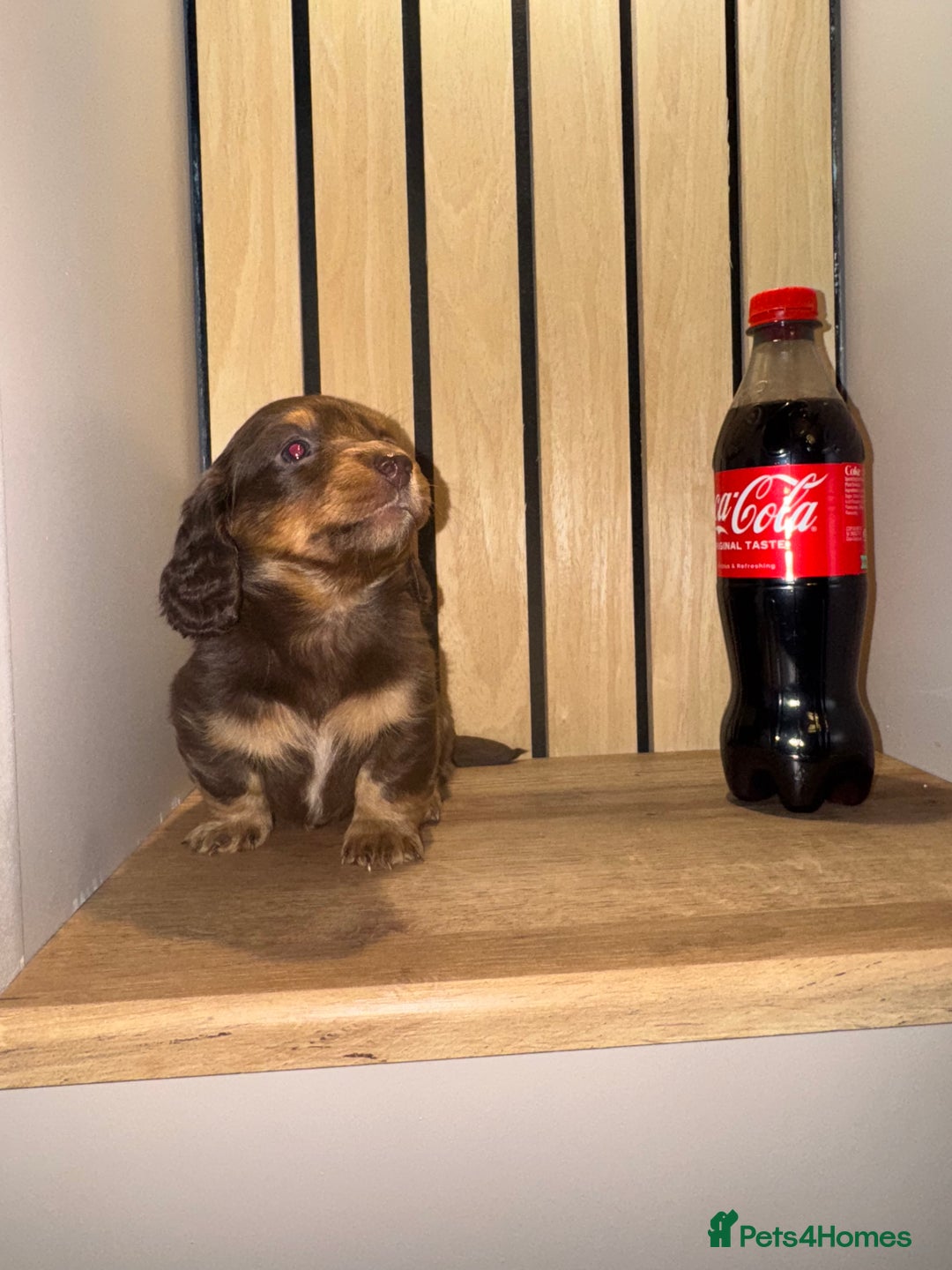Miniature Dachshund dogs for sale: 2 girls left miniature sausages  - Advert 5