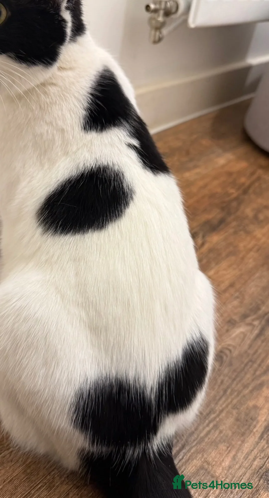 Mixed Breed cats for sale: FREE TO LOVING HOME STUNNING CAT - Advert 9