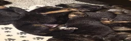 German Shepherd dogs for sale: 🐾 STUNNING GERMAN SHEPHERD PUPPIES FOR SALE** 🐾 - Advert 9