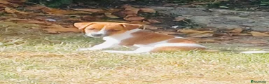 Jack Russell 4