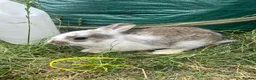 Mixed Breed rabbits for sale: X8 Baby Rabbits  - Advert 6