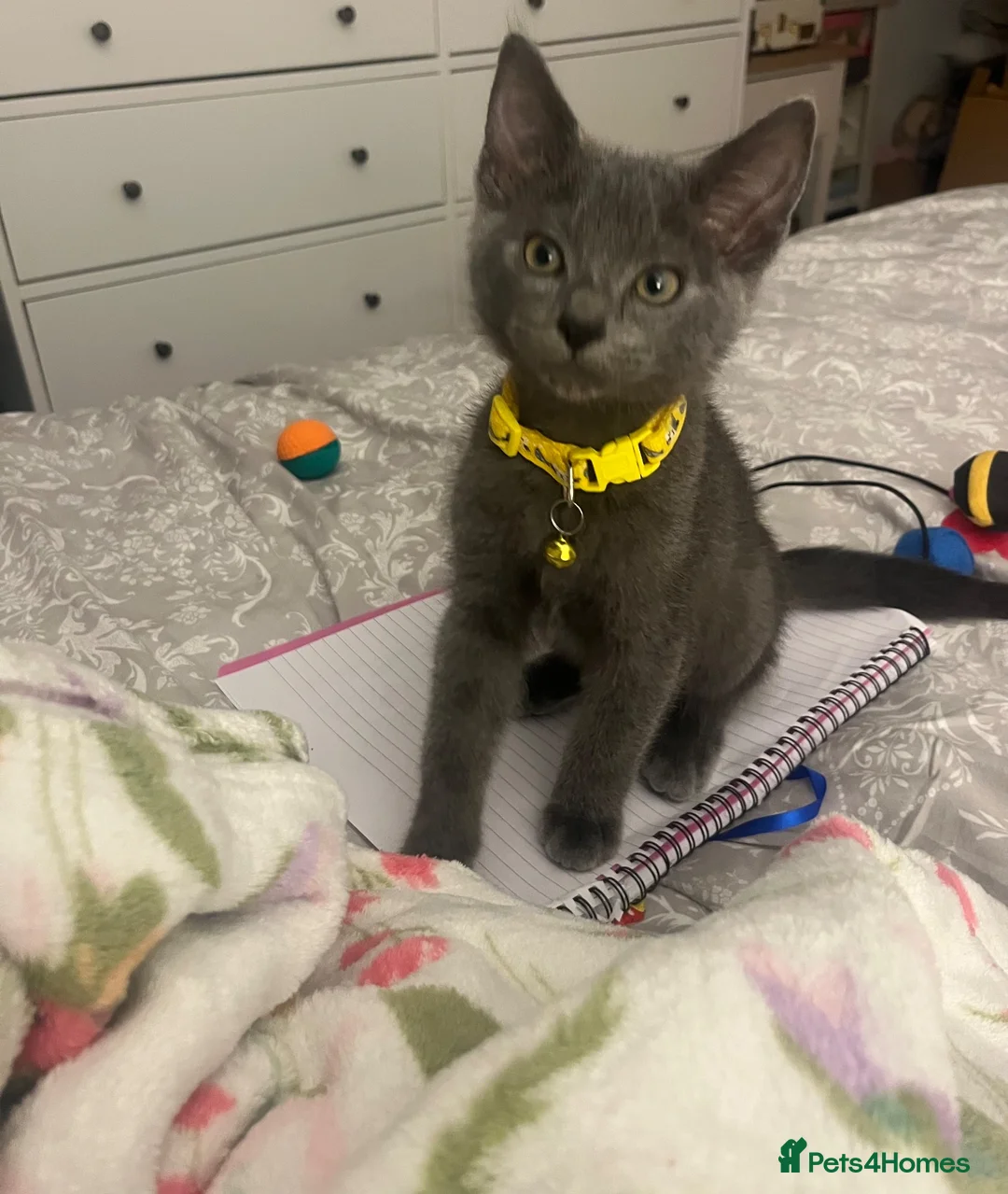 Mixed Breed cats for sale: Kitten 11 weeks old in Preston - Advert 4