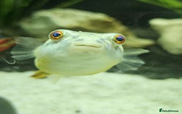 Pufferfish fish for sale: Fahaka puffer fish  - Image 6