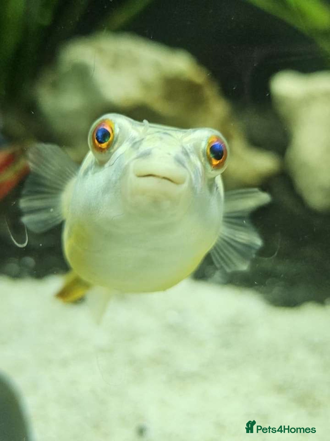 Pufferfish fish for sale: Fahaka puffer fish  - Image 6