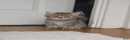 British Shorthair cats for sale: British shorthair  - Advert 6