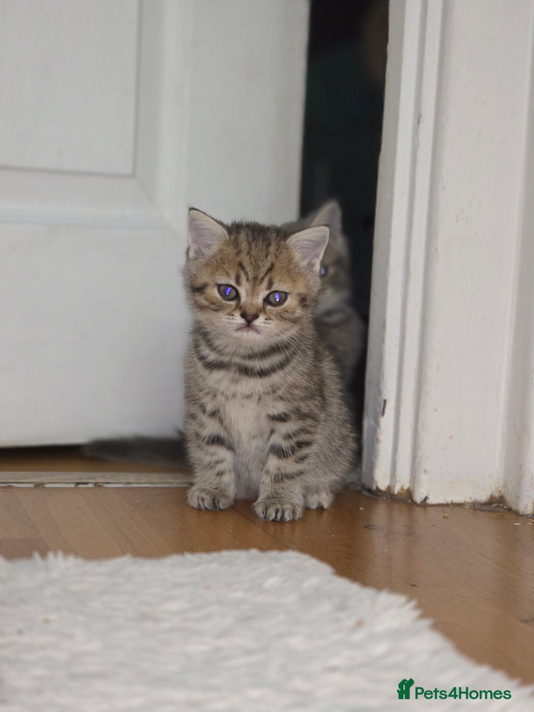 British Shorthair cats for sale: British shorthair  - Advert 6