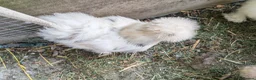 Chickens poultry for sale: USA silkie chicks/ hatching eggs CPQ quails - Advert 29