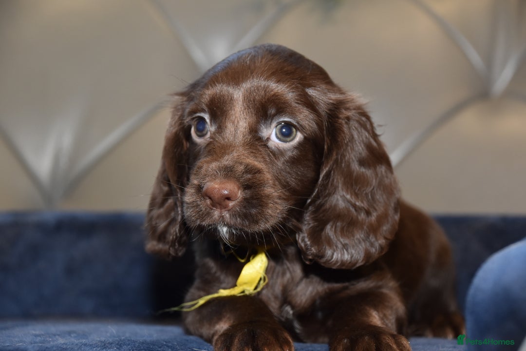 Cocker Spaniel dogs for sale: Kc Reg Health Tested Cocker Spaniel Puppies - Advert 18