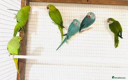Ringnecks birds for sale: Beautiful coloured ringneck parrots for sale. - Image 9