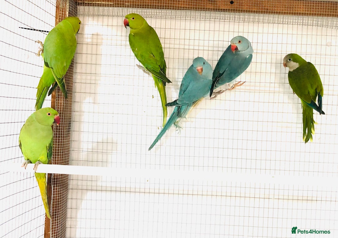 Ringnecks birds for sale: Beautiful coloured ringneck parrots for sale. - Image 9