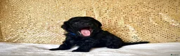 Miniature Poodle dogs for sale: 🌟Stunning Mini Poodles🌟CHAMPION LINES, DNA CLEAR - Advert 4