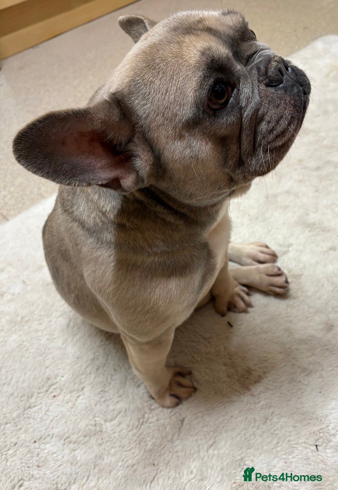 French Bulldog dogs for sale: French Bulldog for rehoming - Advert 3