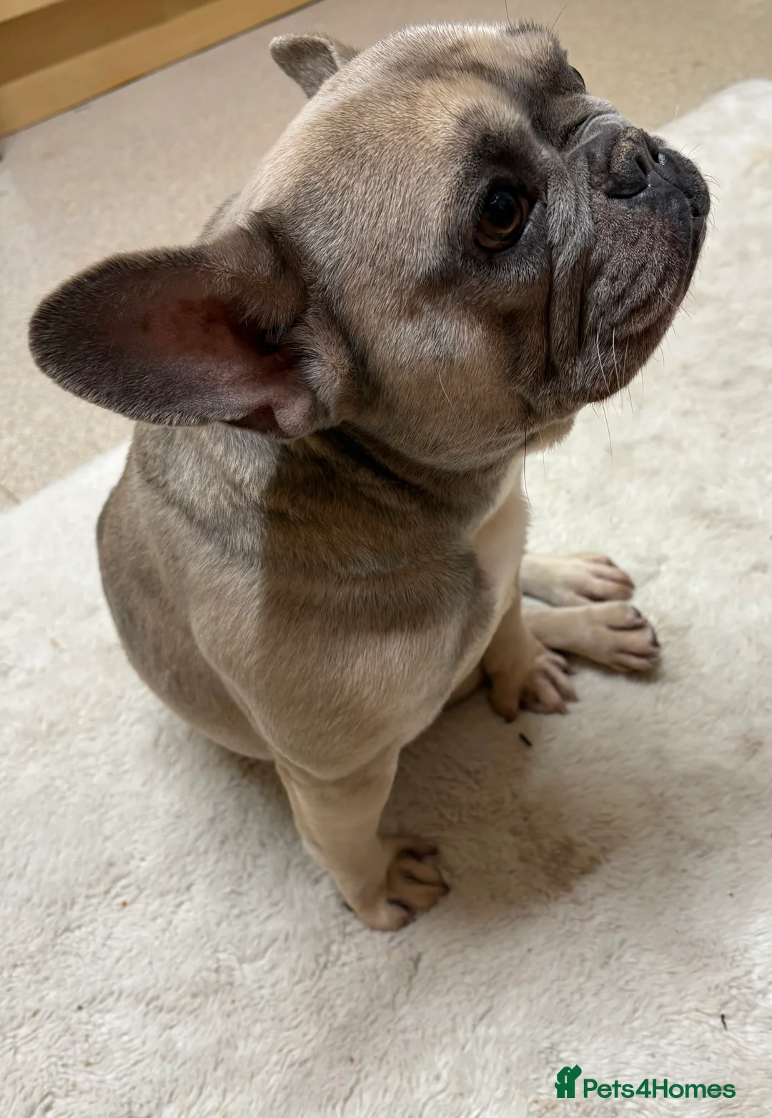 French Bulldog dogs for sale: FEMALE French Bulldog for rehoming - Advert 3