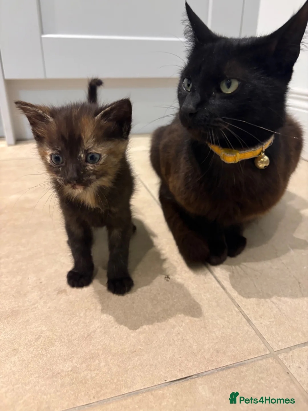 Mixed Breed cats for sale: 6 week old tortoiseshell kitten- poppy  - Advert 1