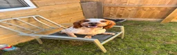 Sprocker dogs for stud: Teddy  - Advert 11