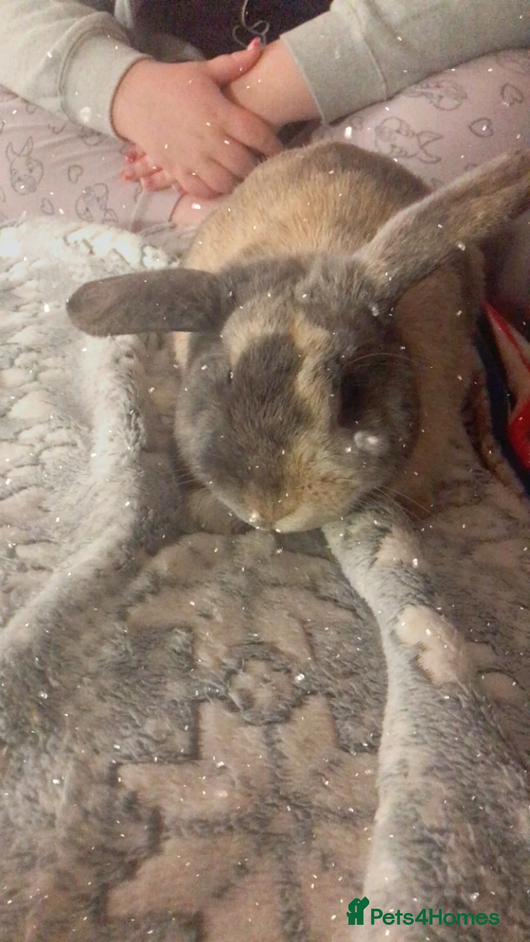 Mixed Breed rabbits for sale: Mixed lion head  in Preston - Advert 7