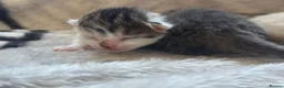 Mixed Breed cats for sale: Beautiful litter of kittens  - Advert 8