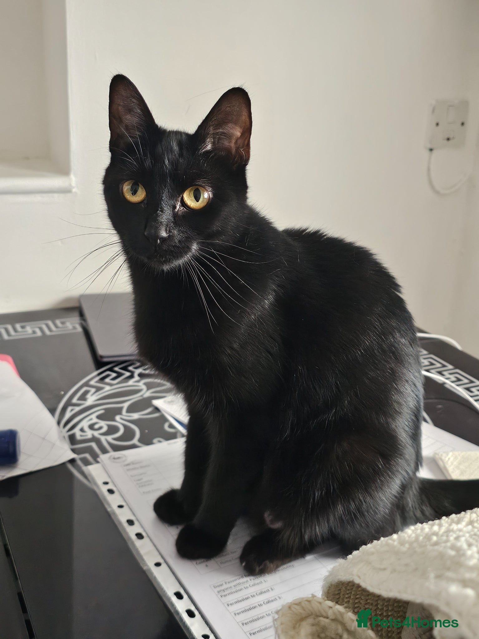 Mixed Breed cats Beautiful kittens - Advert 1