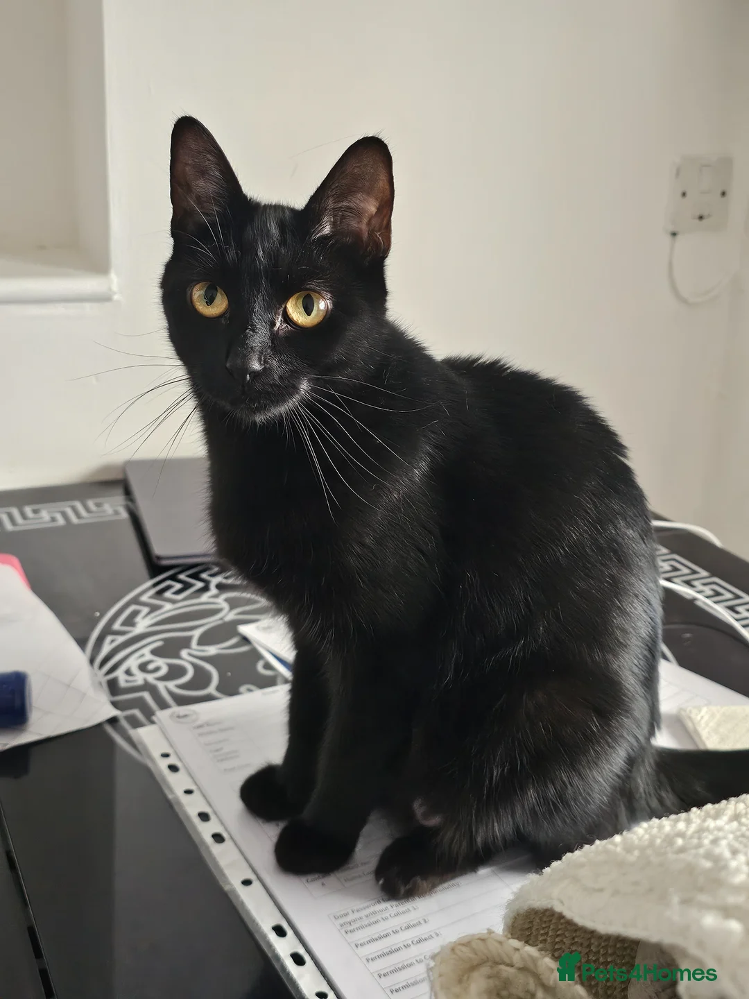 Mixed Breed cats for sale: Beautiful kittens in Brierley Hill - Advert 1