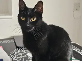 Mixed Breed cats Beautiful kittens - Advert 1