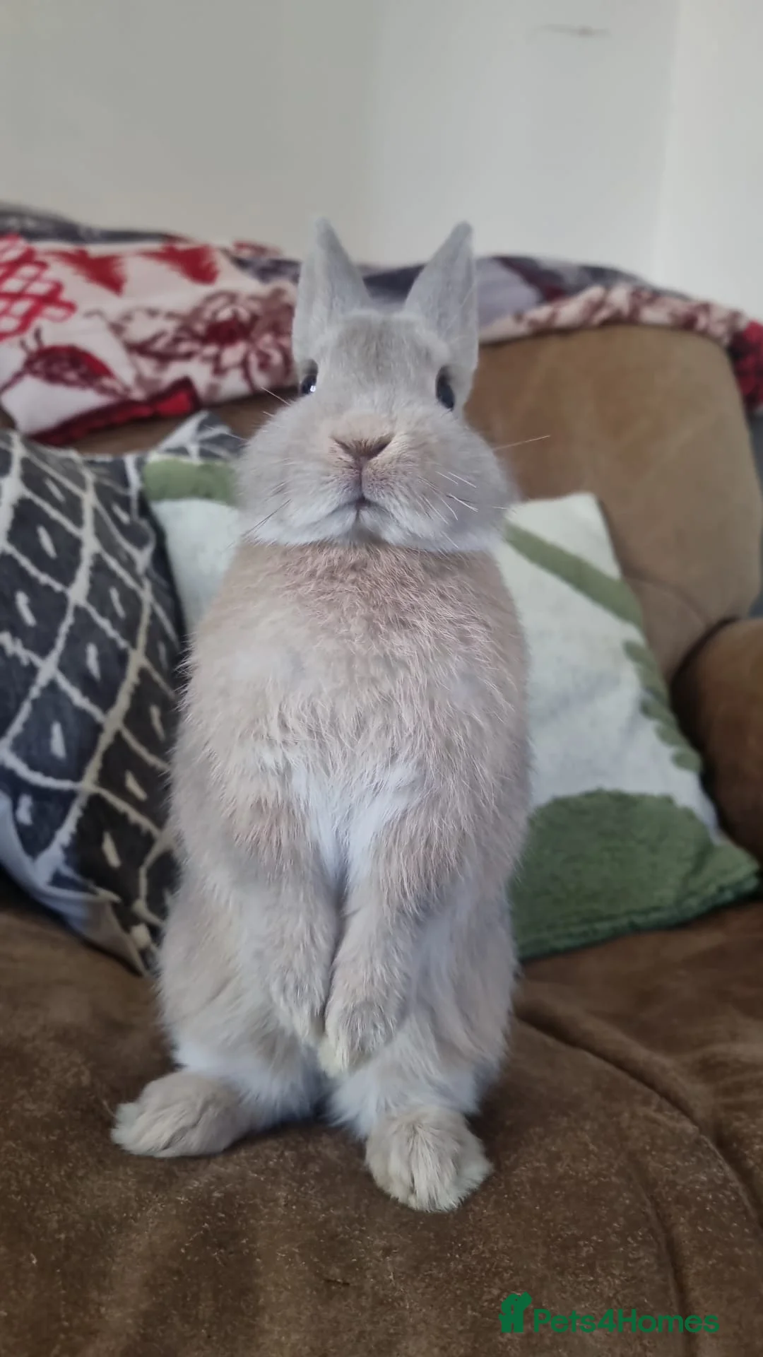 Netherland Dwarf rabbits for sale: Baby Pure Bred Netherland Dwarf - Agouti Female - Advert 8