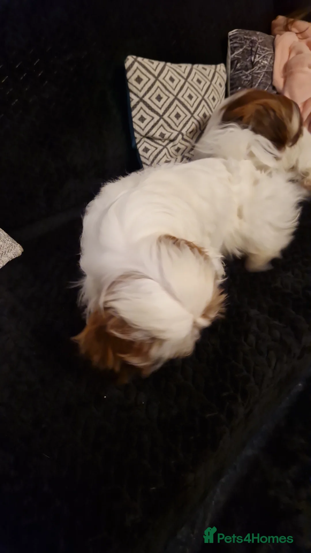 Shih Tzu dogs for sale: Shih tzu puppies  - Advert 8