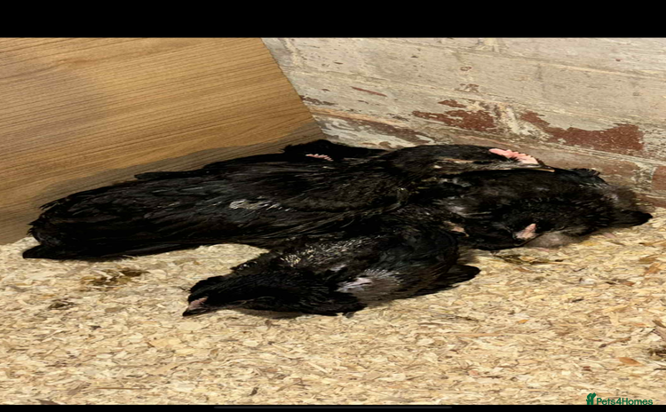 Mixed Breed birds - Advert 1