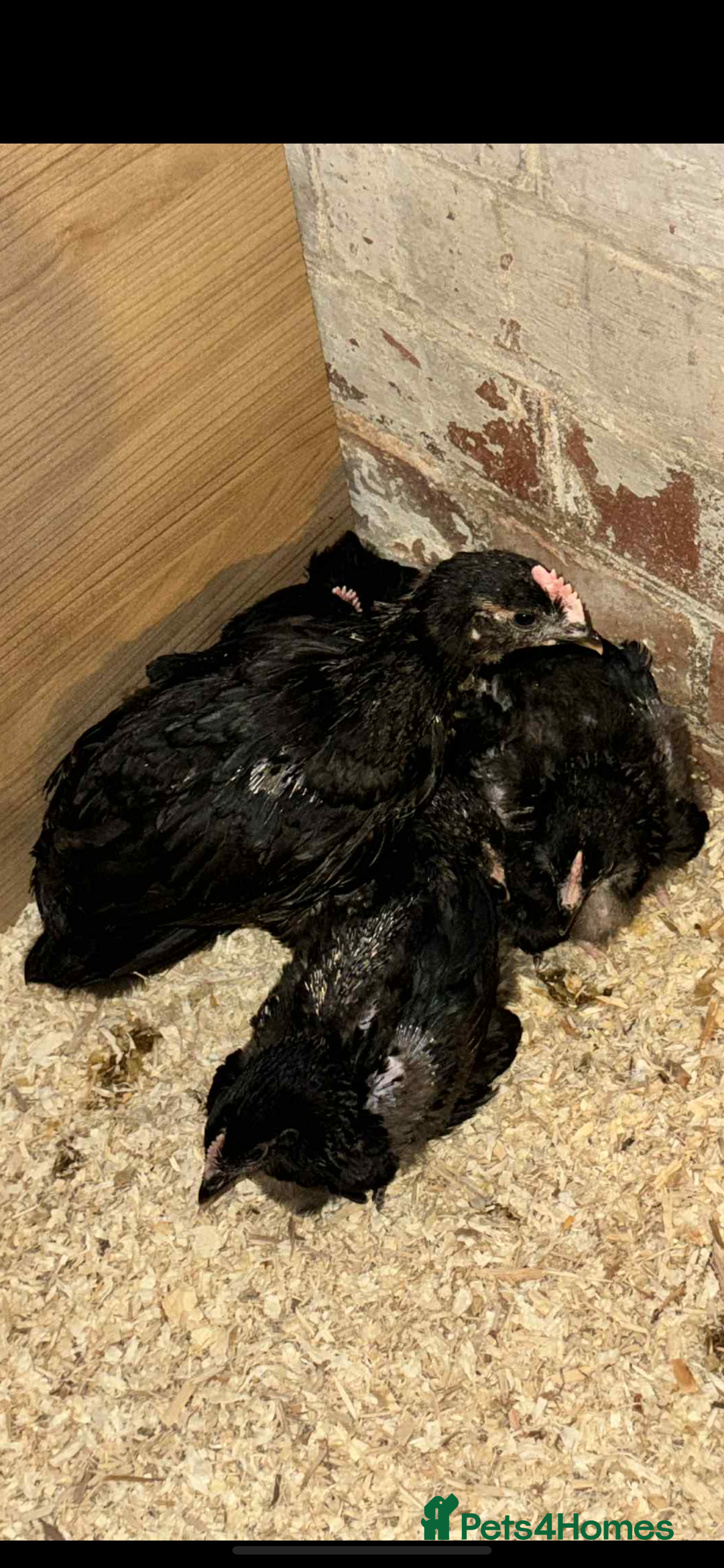 Mixed Breed birds for sale: FREE Male Norfolk Grey - Image 1
