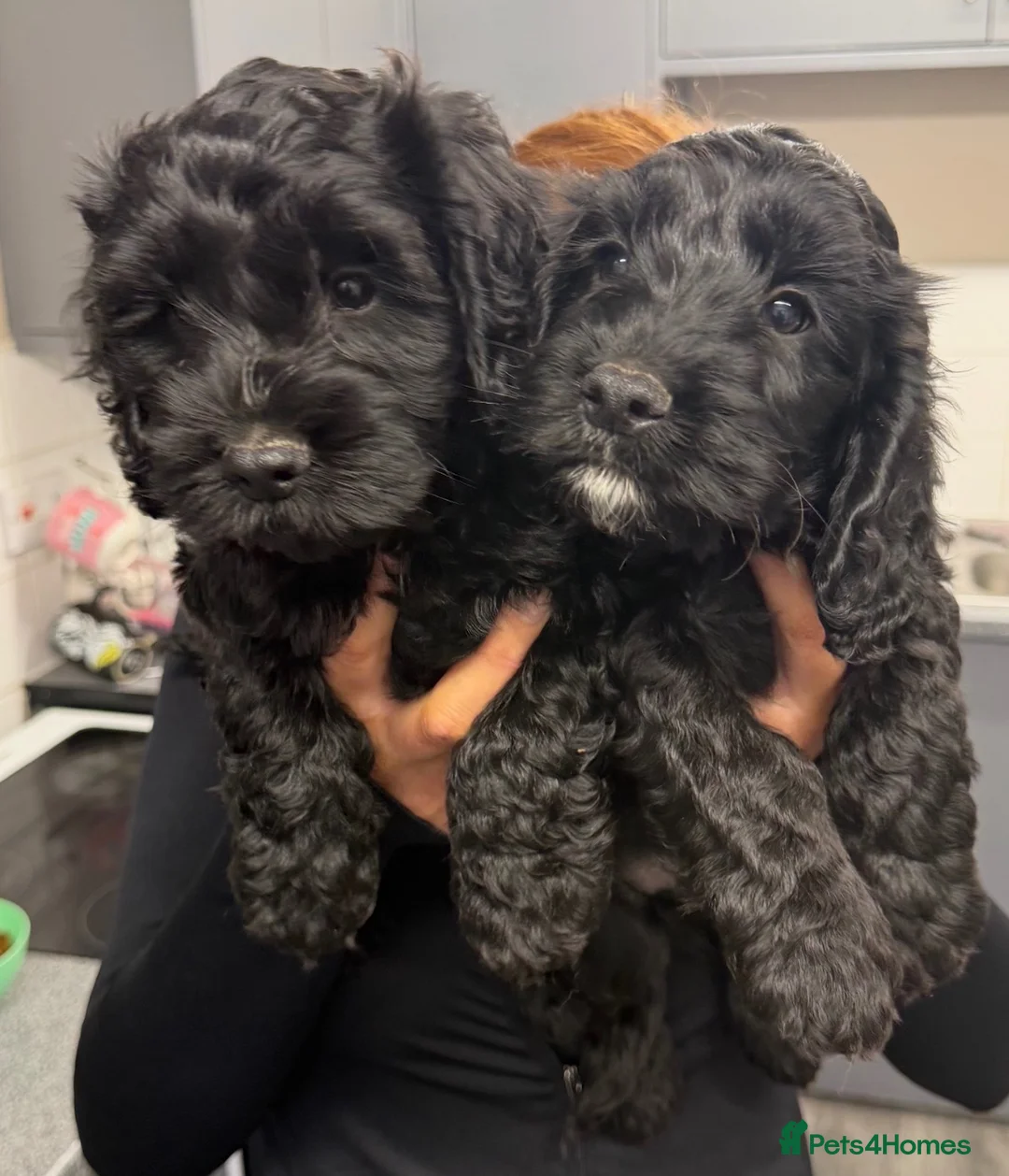 Cockapoo dogs for sale: F1b cockapoo  - Advert 1