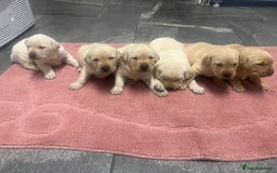 Labrador Retriever dogs for sale: Stunning Labrador puppys - Image 8