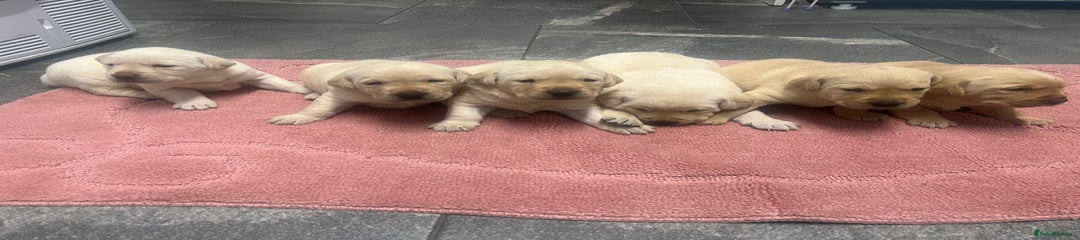 Labrador Retriever Puppy 5