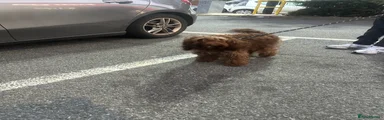 Cockapoo 1