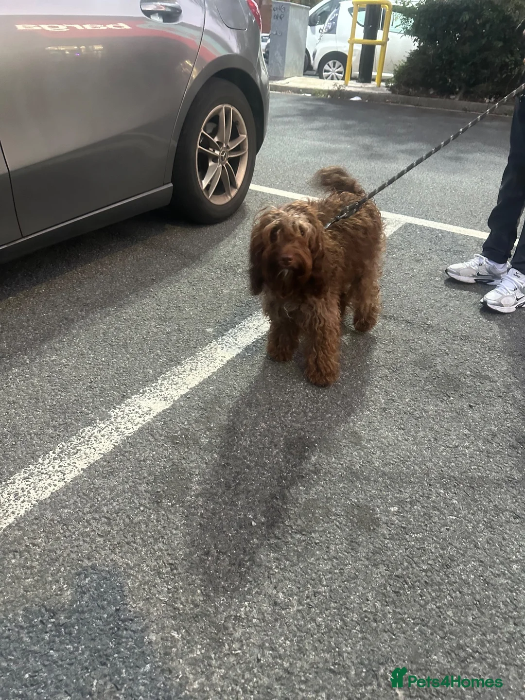 Cockapoo dogs for sale: Archi - Advert 2