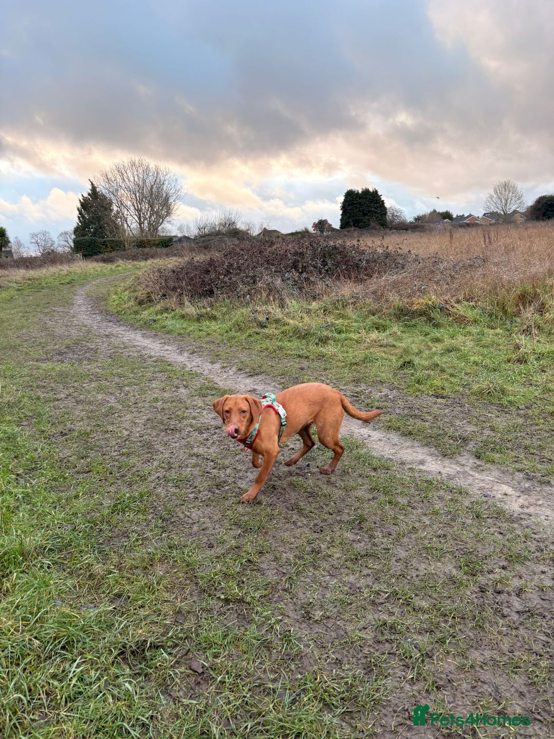 Labrador Retriever dogs for sale: Fox Red Labrador  - Advert 2