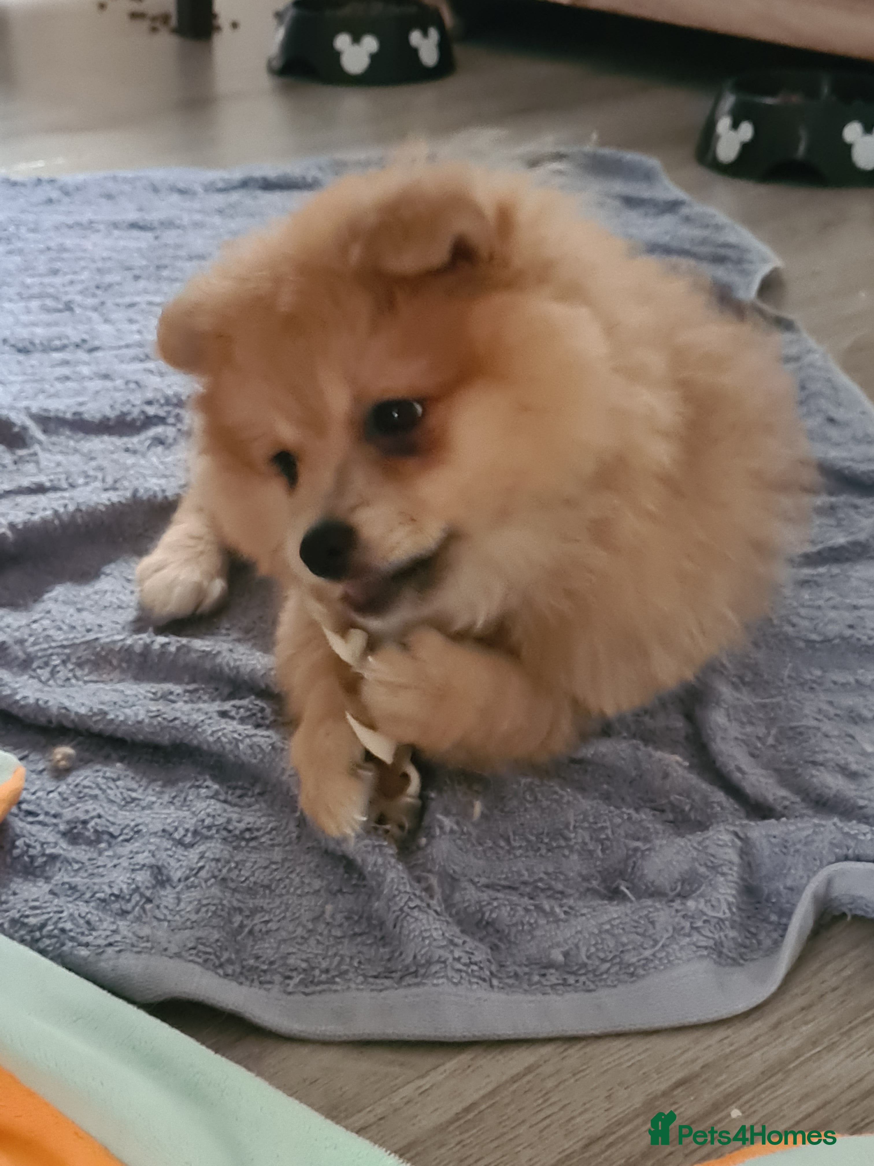 Pomeranian dogs for sale: 3 female pomeranian puppies  - Advert 5