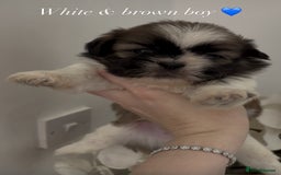 Shih Tzu dogs for sale: 4 shih tzu puppies for sale  - Image 5