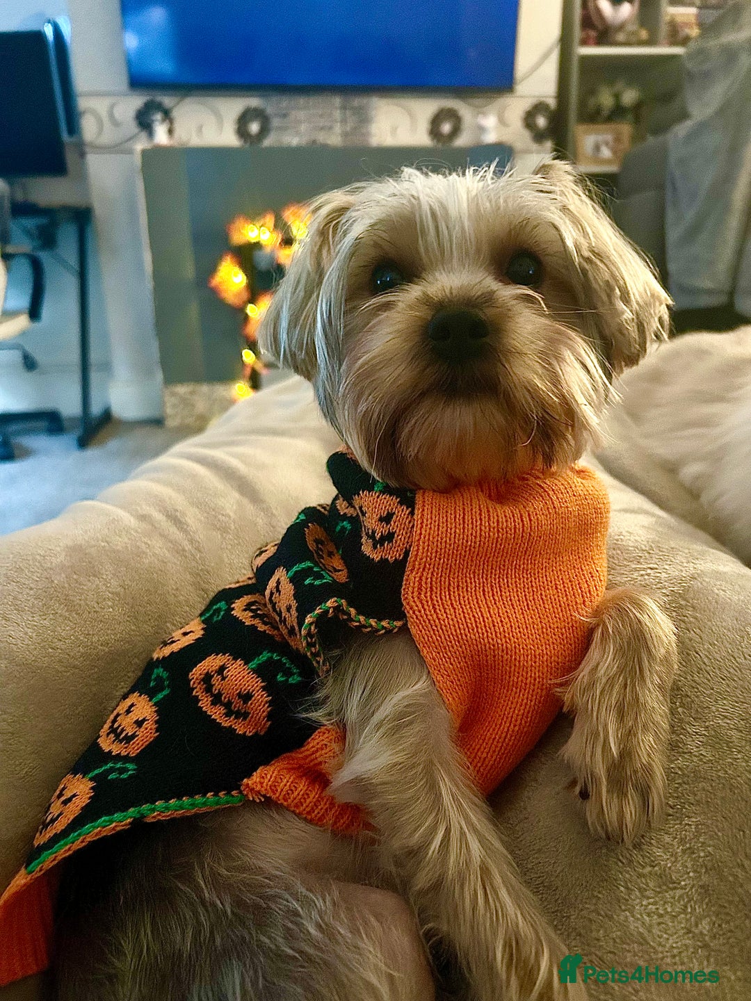 Yorkshire Terrier dogs for sale: Yorkshire Terrier, Female - Full Sized - 1yr old  - Advert 11