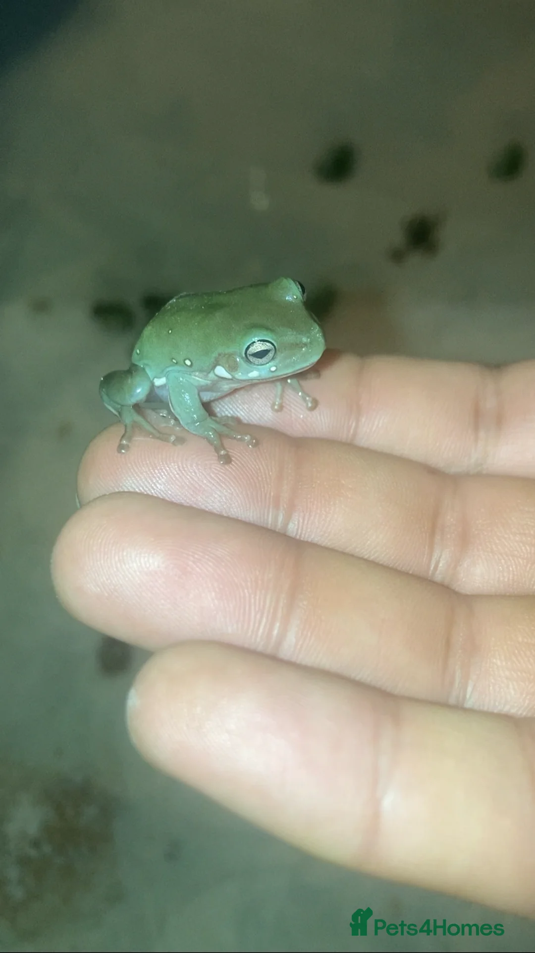 Frog reptiles for sale: Whites tree froglets  - Advert 1